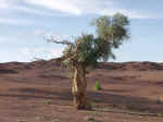 ov011003.jpg (20323 バイト)